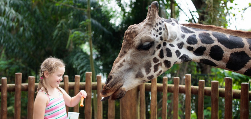10 tipov na zachytenie profesionálnych obrázkov zvierat v zoo